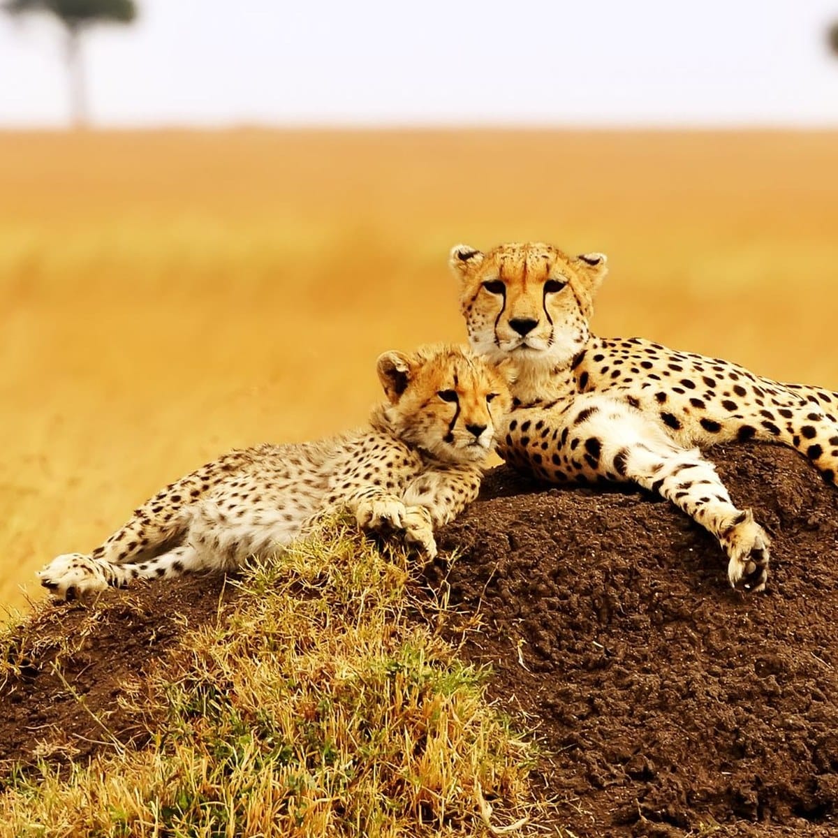 Cheetah and cub resting on a termite mound on a Mara conservancy