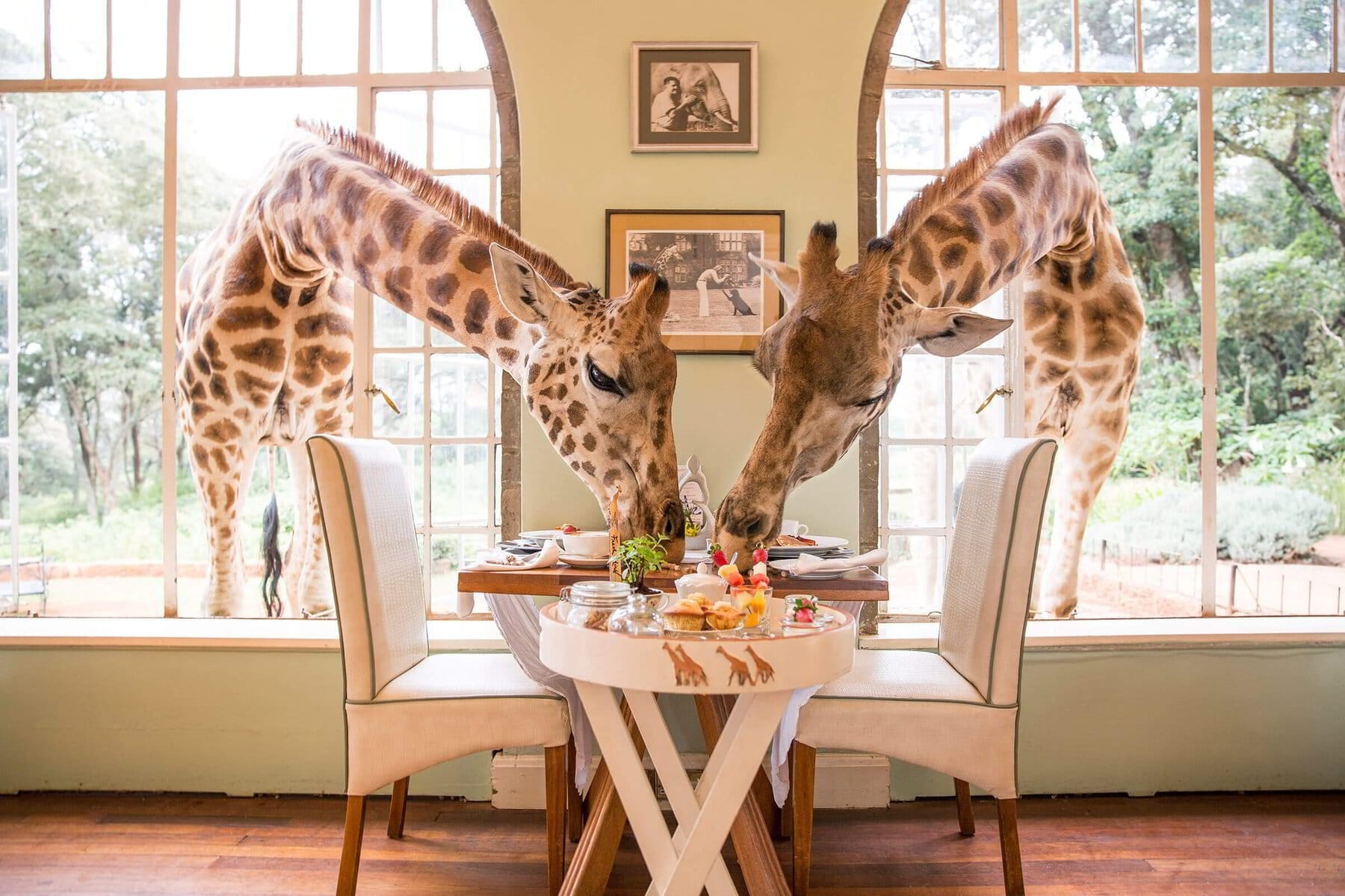 Rothschild's giraffes leaning through the breakfast windows of a Nairobi lodge