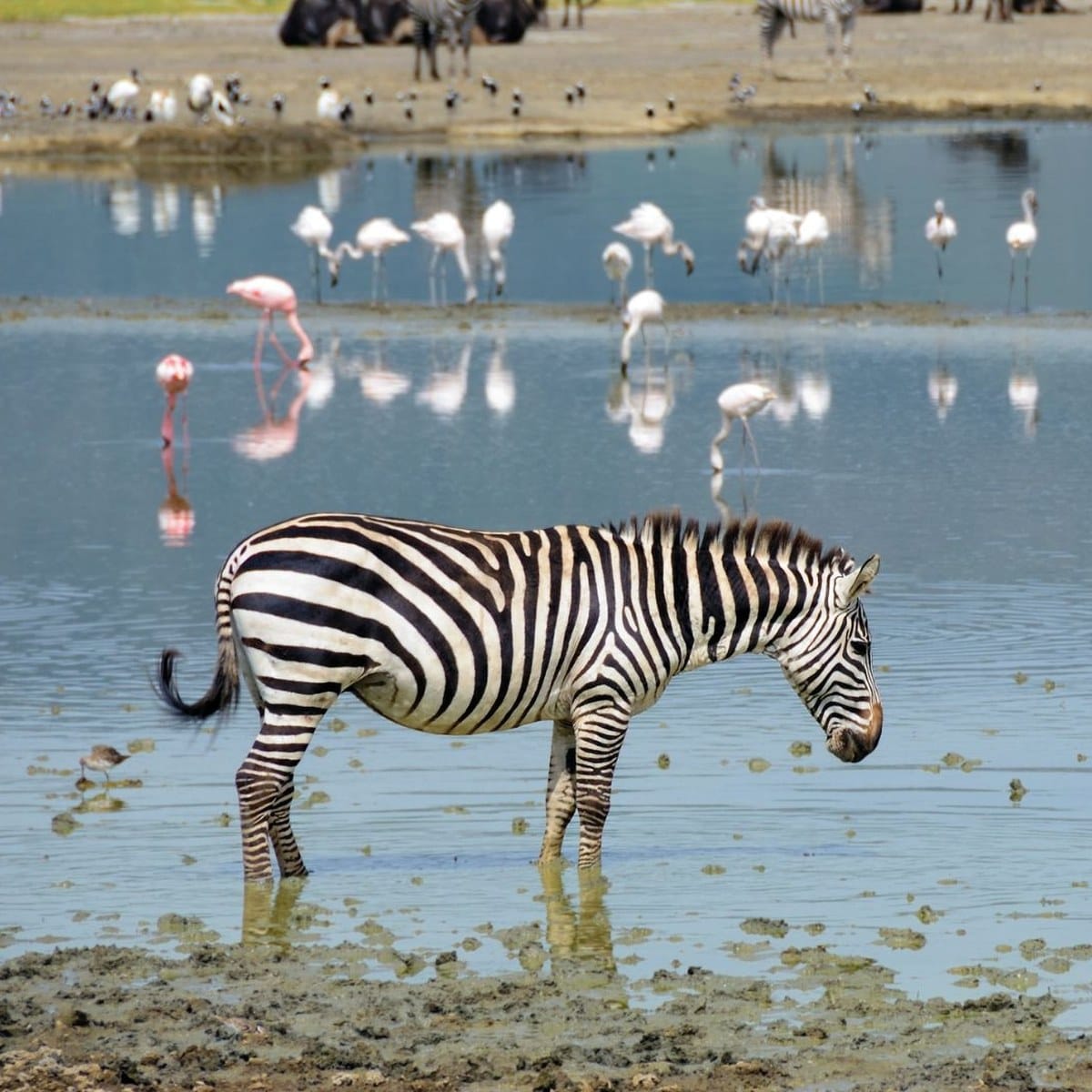 Zebra standing in the shallows of a Rift Valley soda lake with flamingos feeding behind
