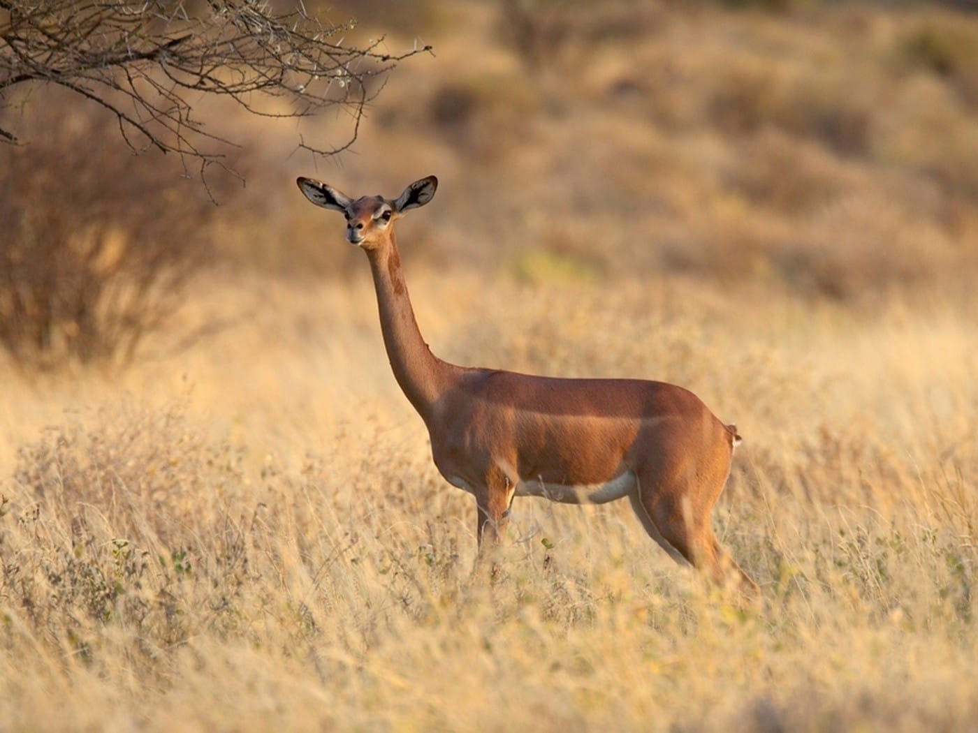 Gerenuk standing in dry grass in the Samburu country of northern Kenya