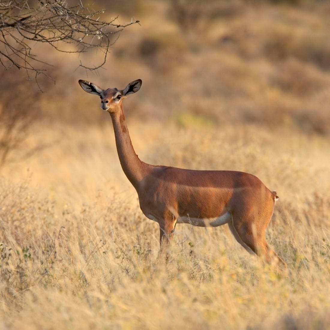 Gerenuk standing in dry grass in the Samburu country of northern Kenya