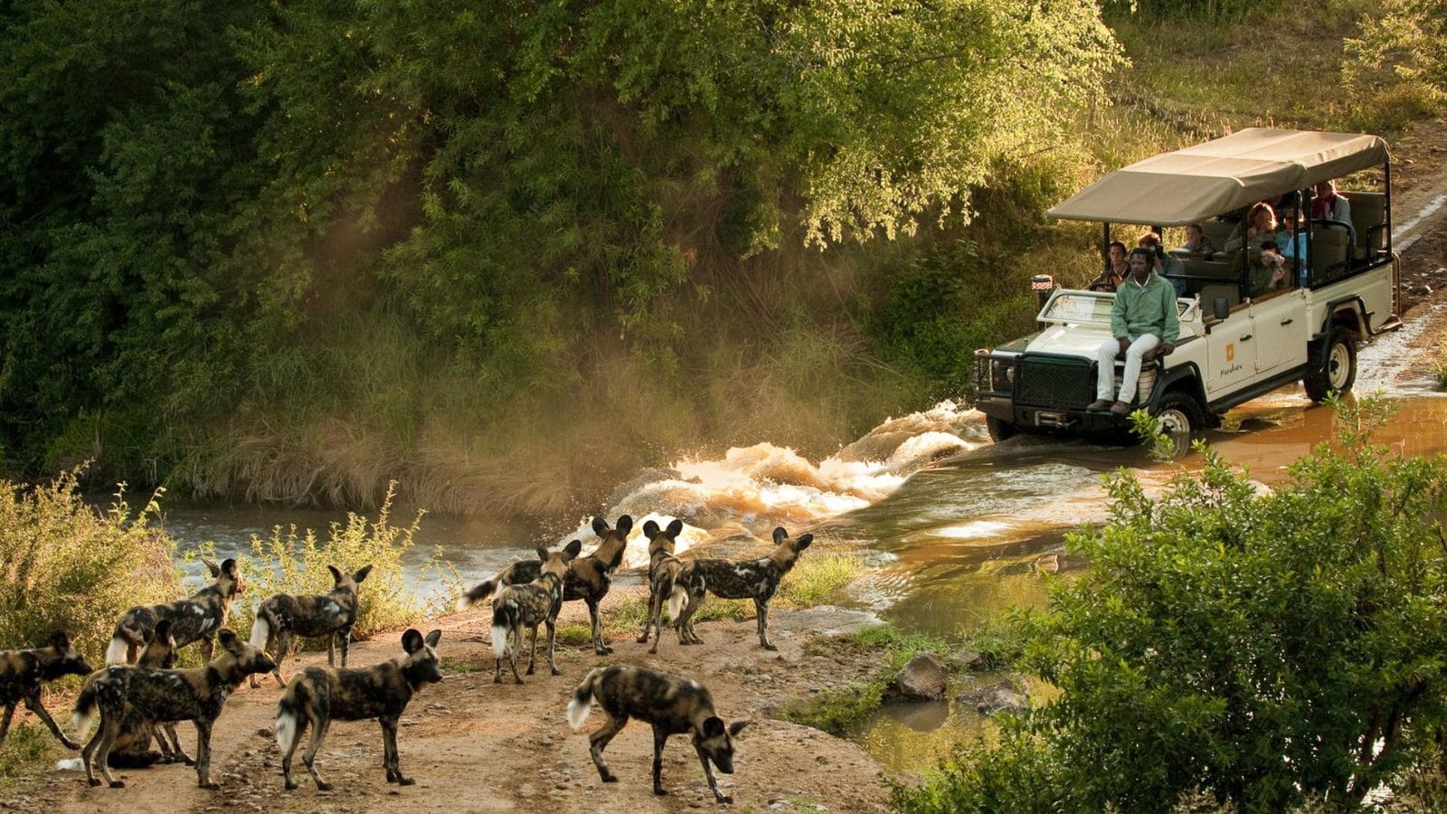 Pack of wild dogs on a riverbank as an open game vehicle splashes through the crossing behind them