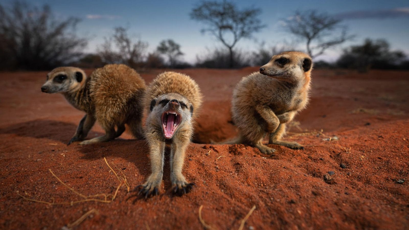 Three meerkats at their burrow on red Kalahari sand, one mid-yawn, at dusk