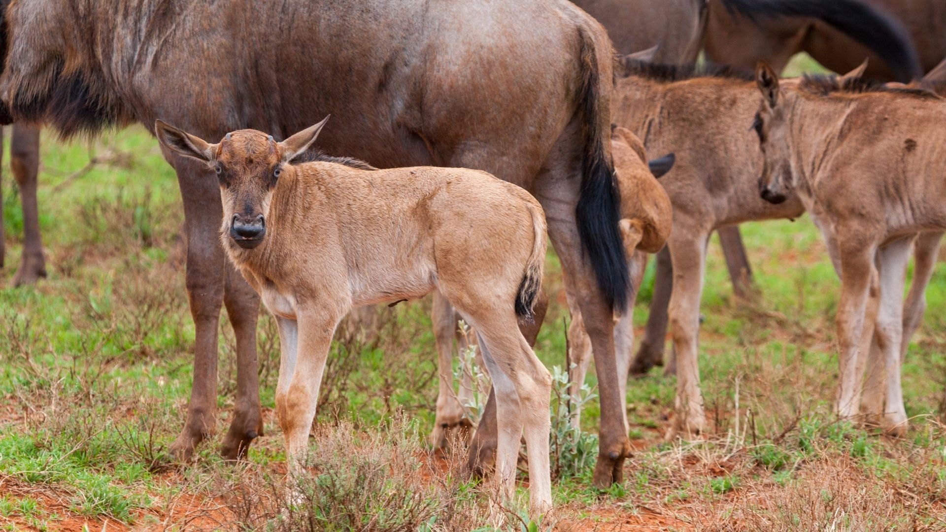 Young wildebeest calf standing beside its mother on green grass