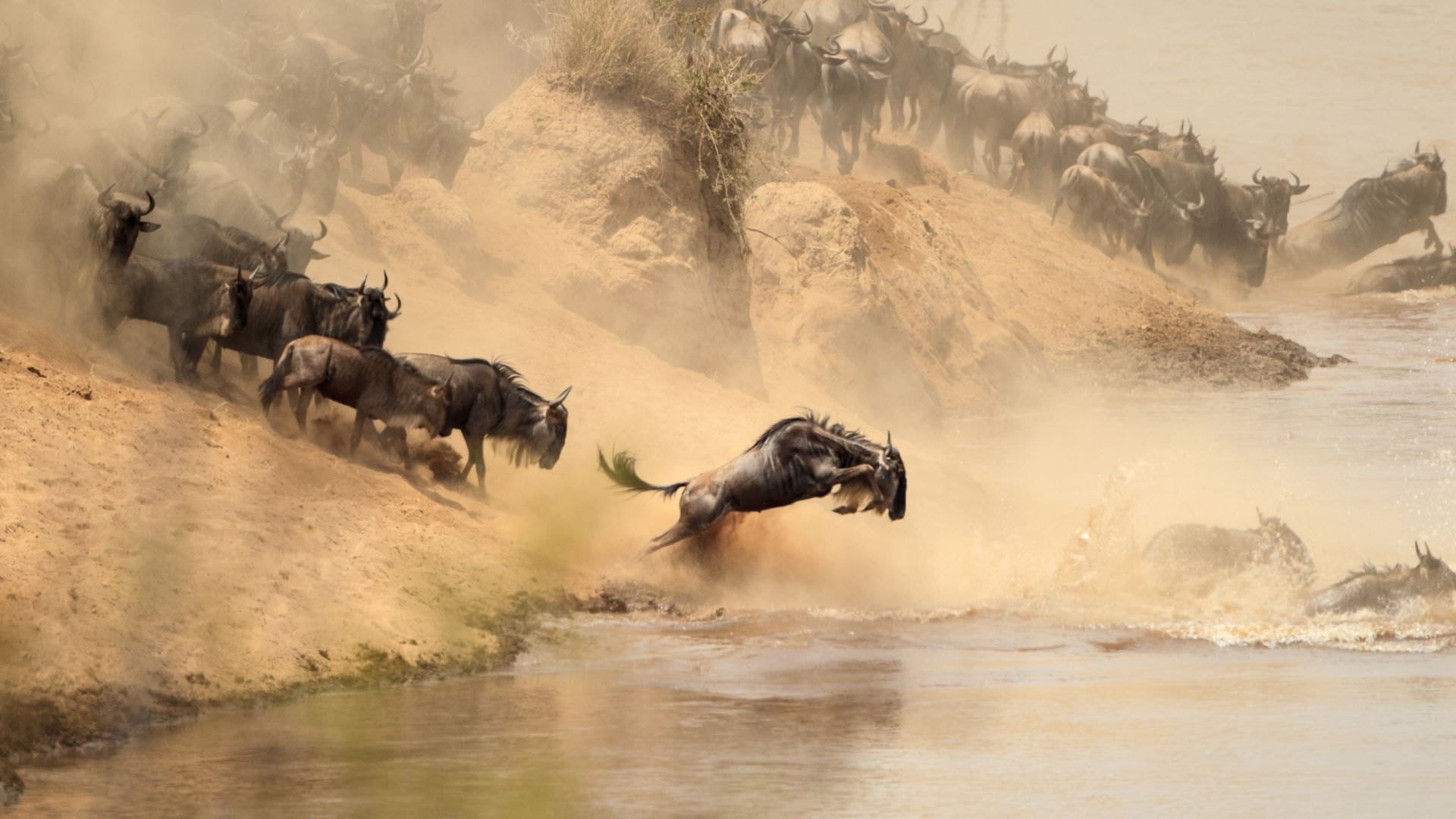 Wildebeest leaping from a dusty riverbank into the water during a crossing