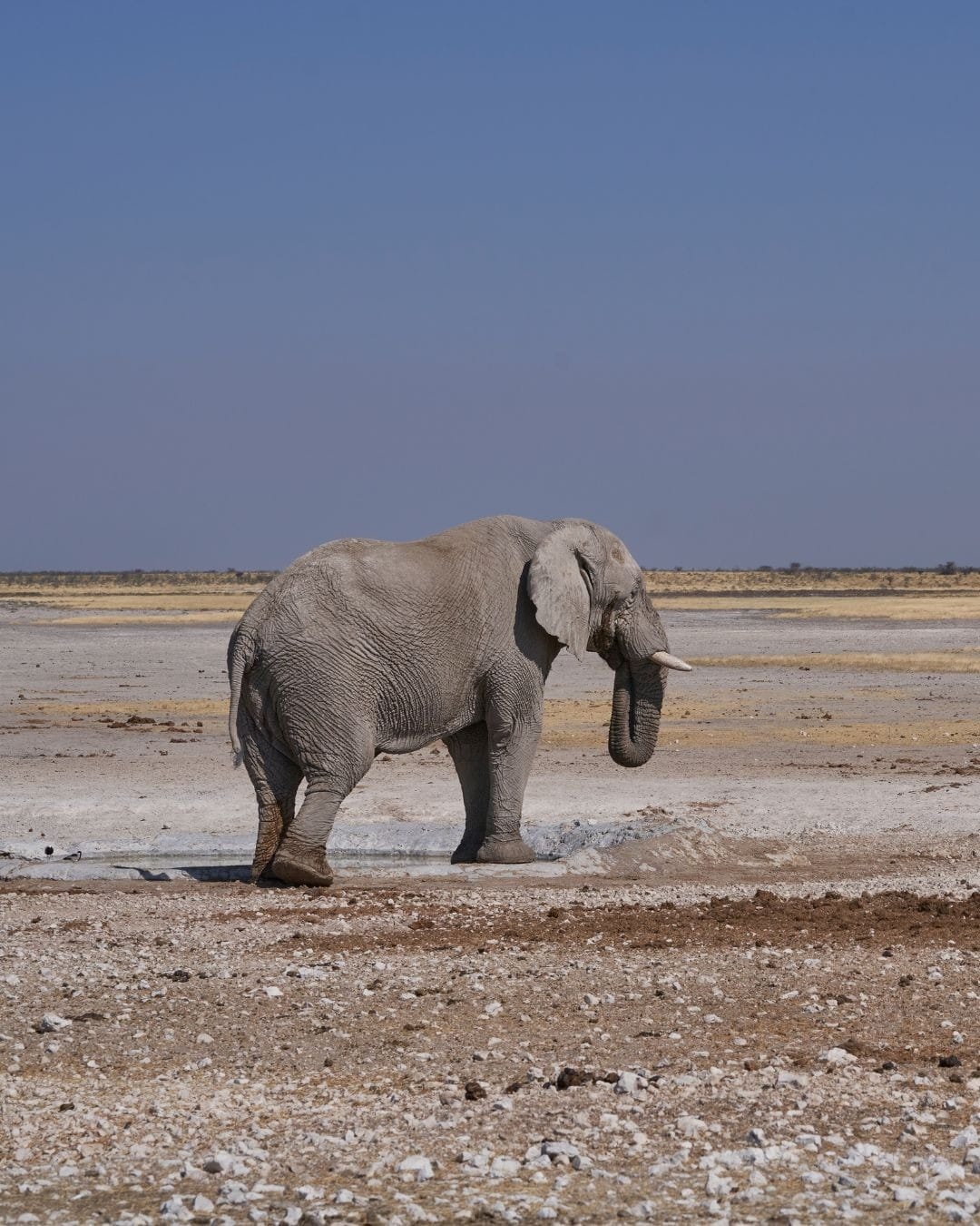 A lone elephant standing at a shallow waterhole on the edge of the Etosha pan, the flat white pan stretching to the horizon