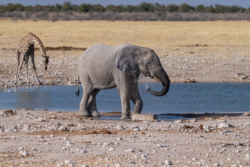 An elephant drinking at an Etosha waterhole in the dry season, a giraffe at the water’s edge behind