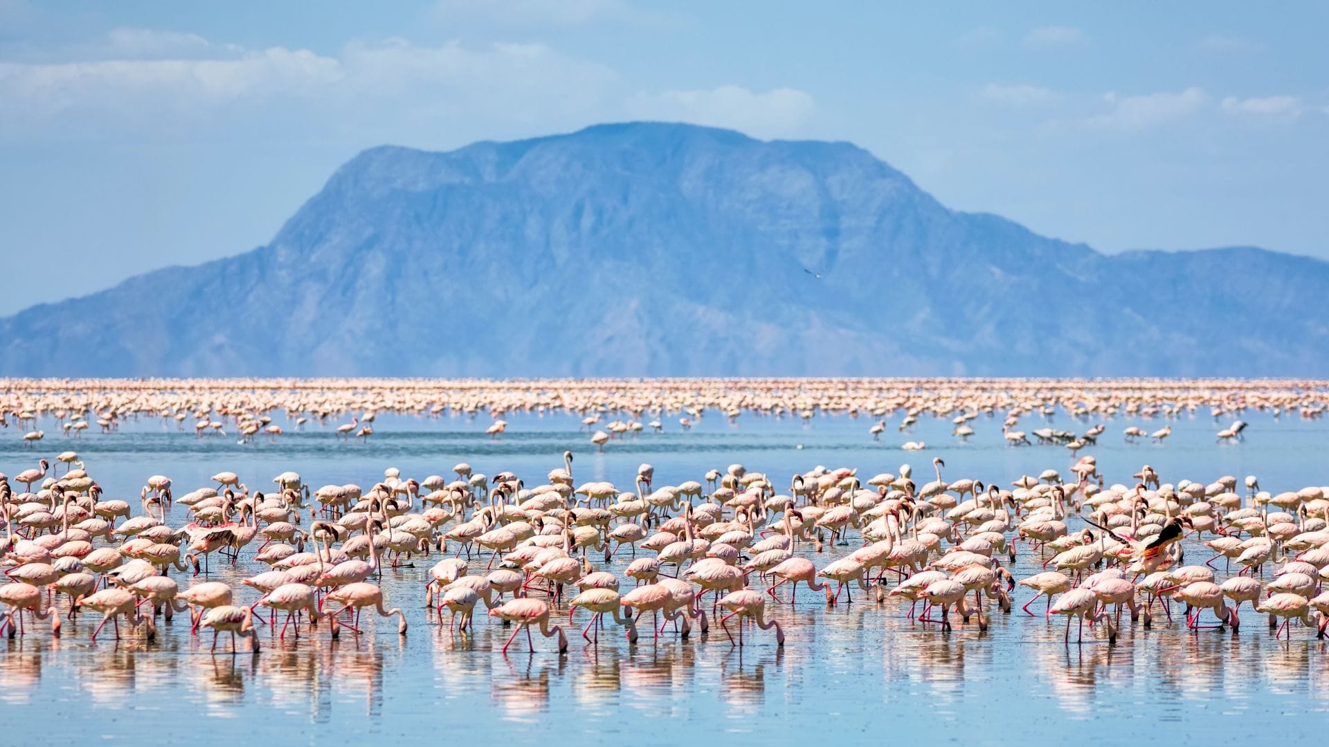 Thousands of flamingos feeding on a shallow soda lake in northern Tanzania, a long volcanic ridge rising beyond the far shore