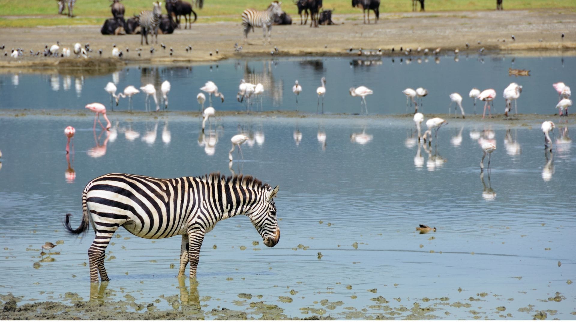 A zebra drinking at the edge of the soda lake on the Ngorongoro crater floor, flamingos feeding behind it and wildebeest on the far bank
