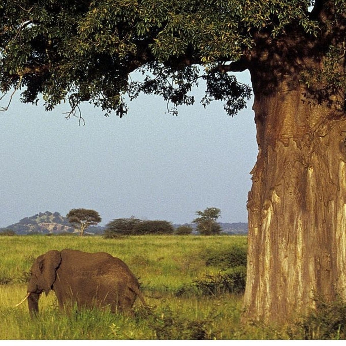A single elephant feeding beneath a large baobab on open grassland in Tarangire