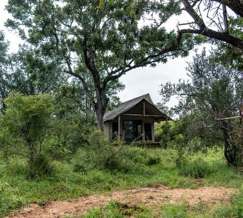 A tent set under a big tree at the private camp