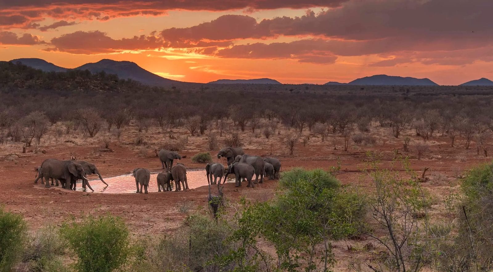 Elephant herd drinking at a waterhole in Madikwe under a fiery sunset sky