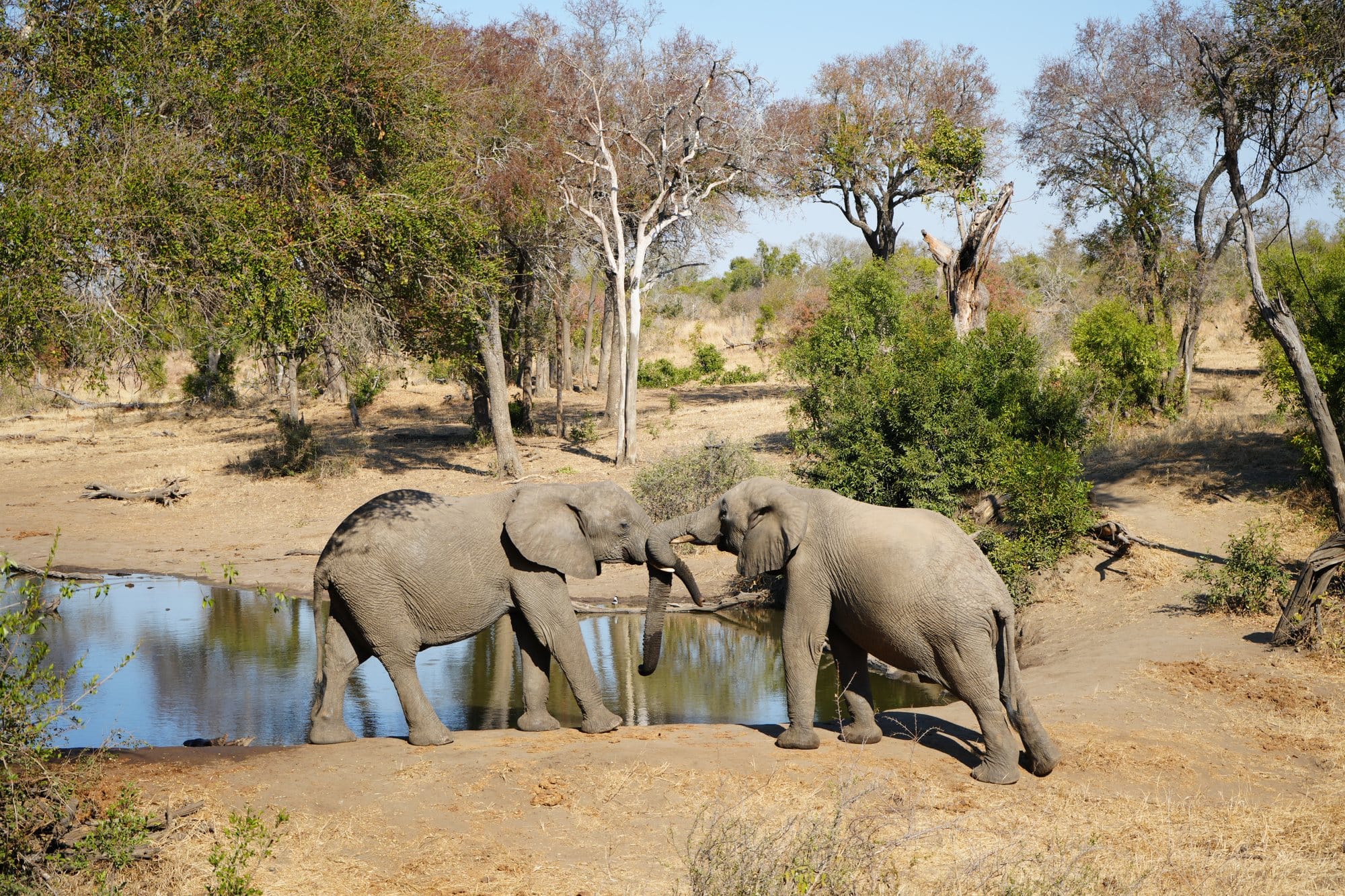 Two elephant bulls sparring at Serondella's waterhole in dry winter bush