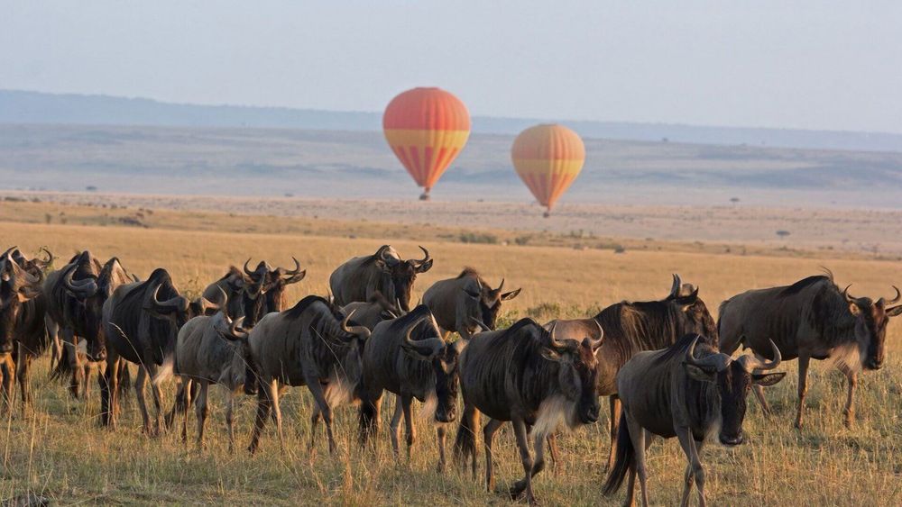 Wildebeest crossing the Mara River during the Great Migration in northern Serengeti, Tanzania