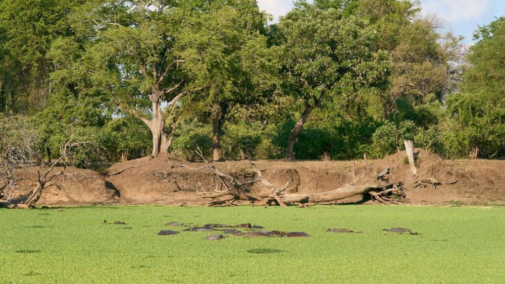 Botswana or Zambia, which safari should you choose