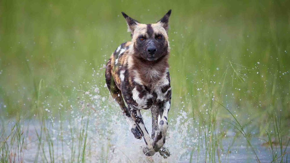 An African wild dog running through shallow water, ears up, focused on the chase
