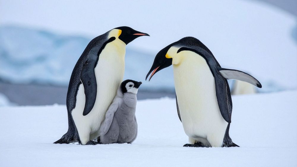 Emperor penguins in Antarctica