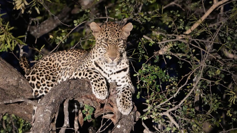 Planning your first safari? Start with the people who can hear the hyenas