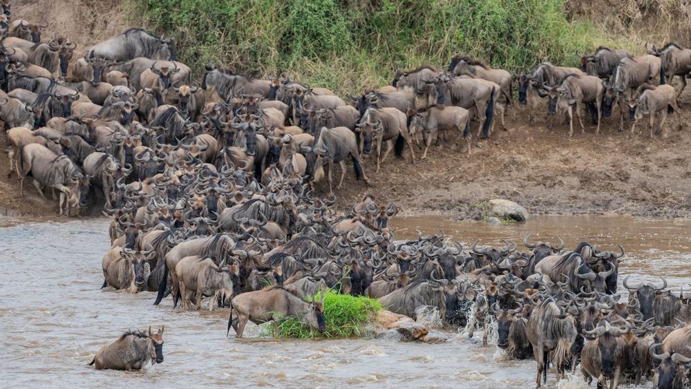 Where the herds are: the Great Migration month by month