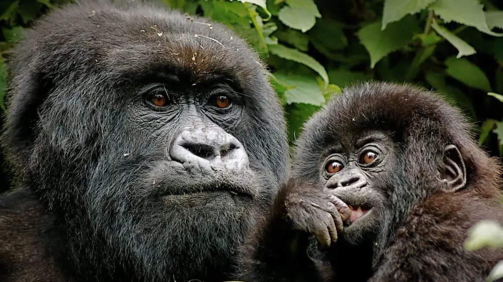 Gorilla trekking