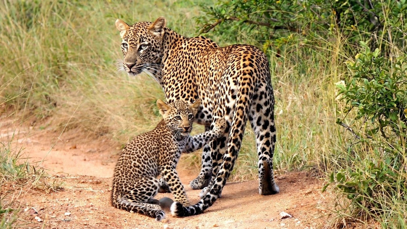A leopardess and her cub on a sand road in the Sabi Sand, both alert, the cub leaning into the mother's front legs