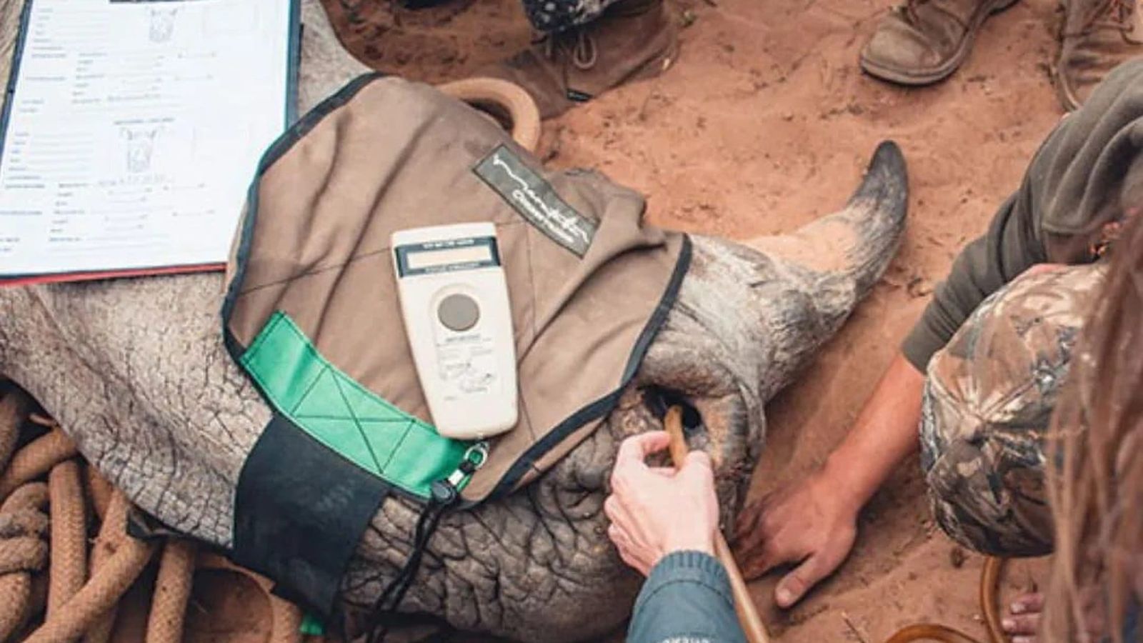 Black rhino tracking with conservancy team in the African bush