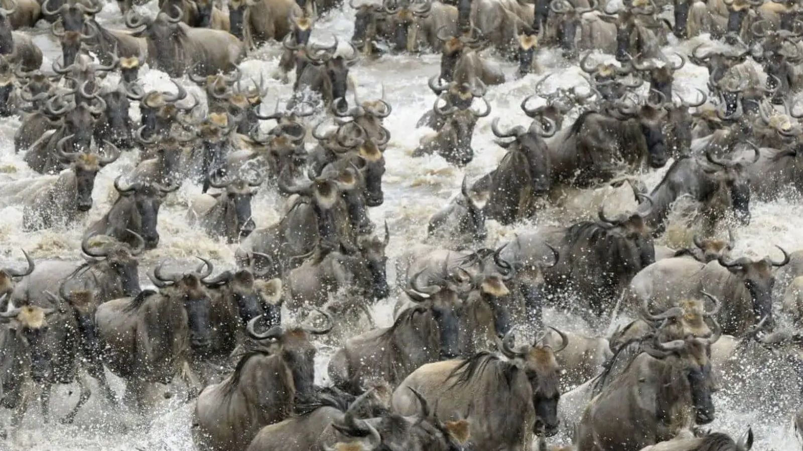 Great Migration wildebeest crossing a river in the Serengeti at sunrise
