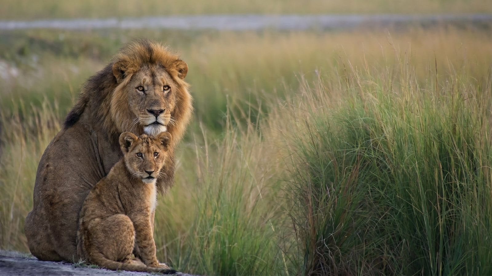 A male lion and a cub sitting in long grass