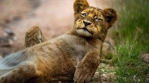Sabi Sand luxury safari in South Africa, ranger and tracker on Land Cruiser at golden hour