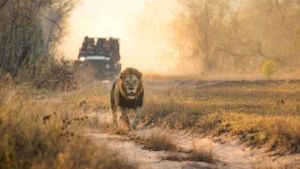 Sabi Sand, the reserve that built modern safari