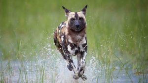 An African wild dog running through shallow water, ears up, focused on the chase