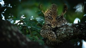 Baby leopard in a tree
