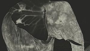Elephant through thermal camera