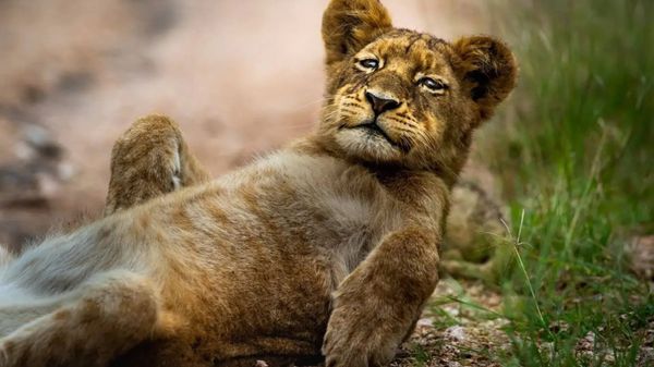 Sabi Sand luxury safari in South Africa, ranger and tracker on Land Cruiser at golden hour