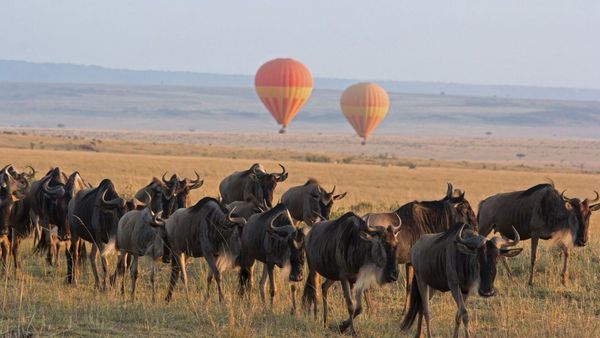 Wildebeest crossing the Mara River during the Great Migration in northern Serengeti, Tanzania