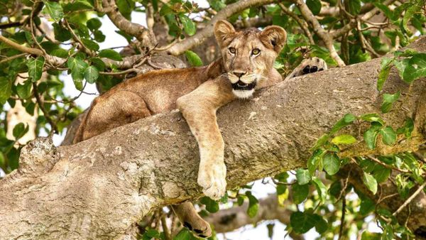 Tarangire: Tanzania's other great safari park