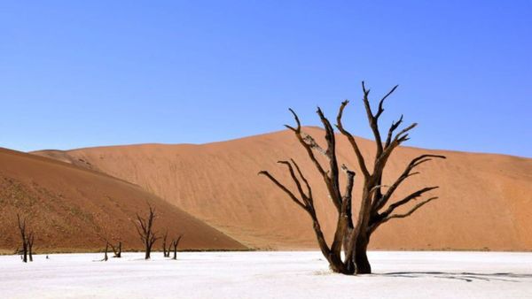 When to go to Namibia on safari