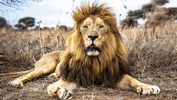A male lion resting in dry winter grass in the lowveld