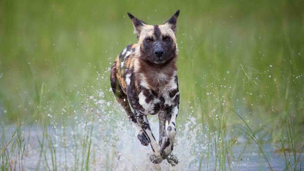 An African wild dog running through shallow water, ears up, focused on the chase