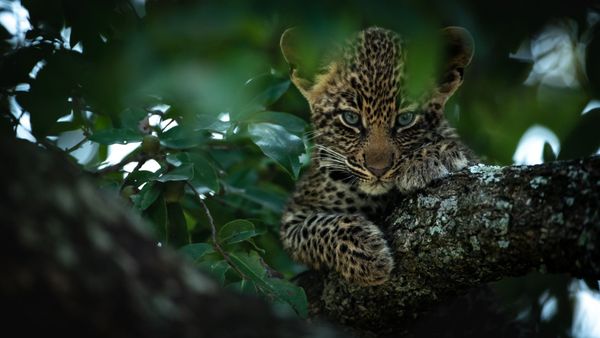 Baby leopard in a tree