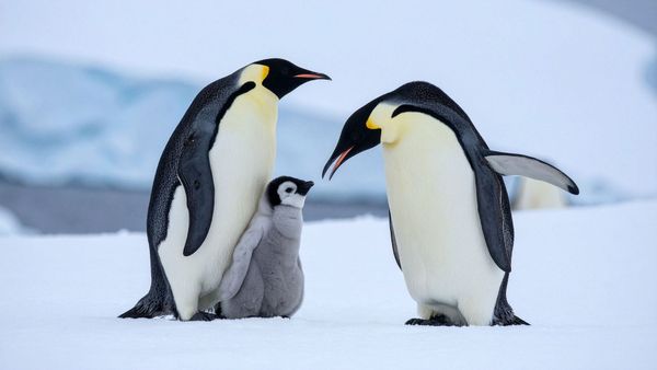 Emperor penguins in Antarctica