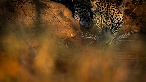 How many nights do you really need on safari?