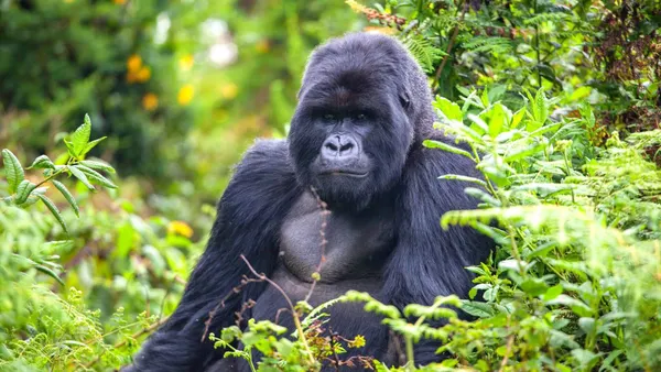 Rwanda