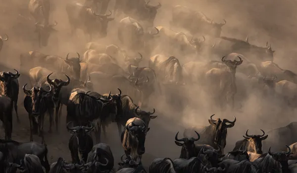 Wildebeest herds moving through dust on the Serengeti plains