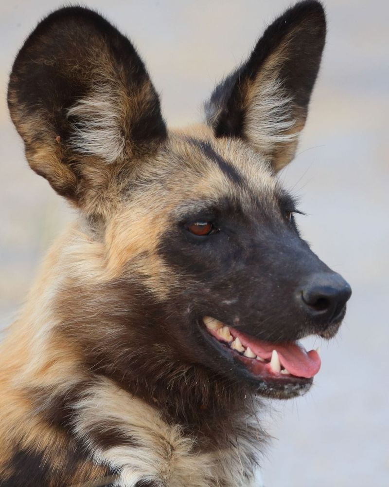 Close portrait of an African wild dog, huge rounded ears catching the light, dark eye sharp and alert