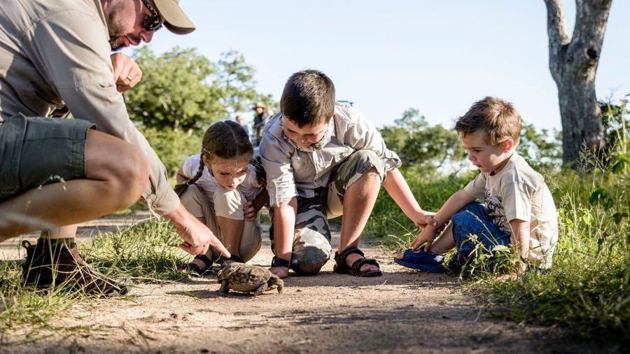 Safari guide showing a tortoise to three young children during a bush walk on a family safari in Botswana.