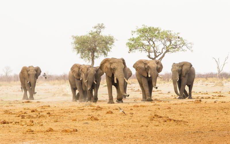 Herd of African elephants walking across dry terrain with sparse trees in the background, likely in Chobe National Park, Botswana.