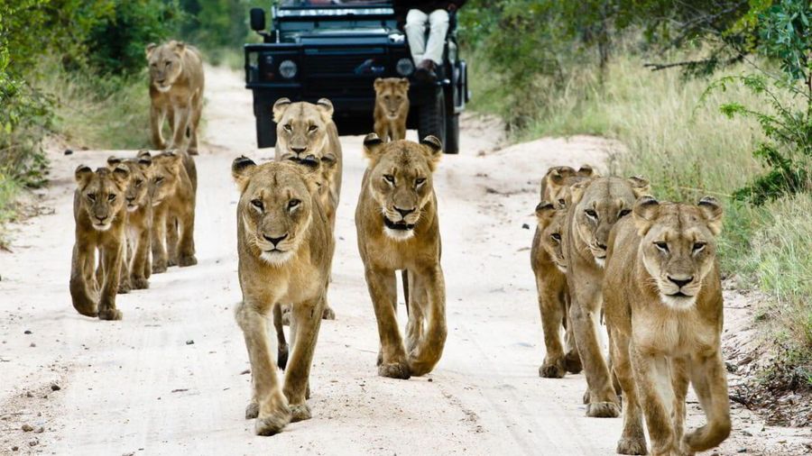 Pride of lions walking along a game reserve track in South Africa, observed from a safari vehicle—an iconic sight on LGBTQ+ friendly safaris in the region.