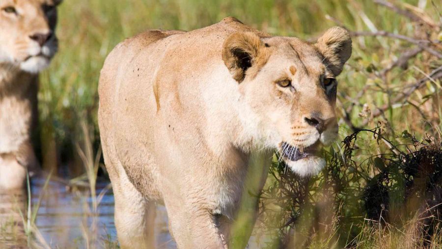 A lioness moving through wet grass on a morning game drive in the Sabi Sand