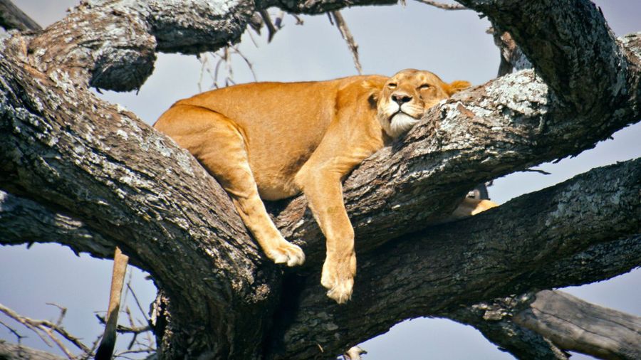 Lioness resting on the branches of a tree in Tarangire National Park, Tanzania—one of the few places where lions exhibit tree-climbing behaviour.